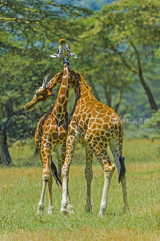 罗斯柴尔德长颈鹿(Giraffa camelopardalis rothschildi)是最濒危的长颈鹿亚种之一，野生长颈鹿只有几百只。纳库鲁湖国家公园，肯尼亚。战斗。